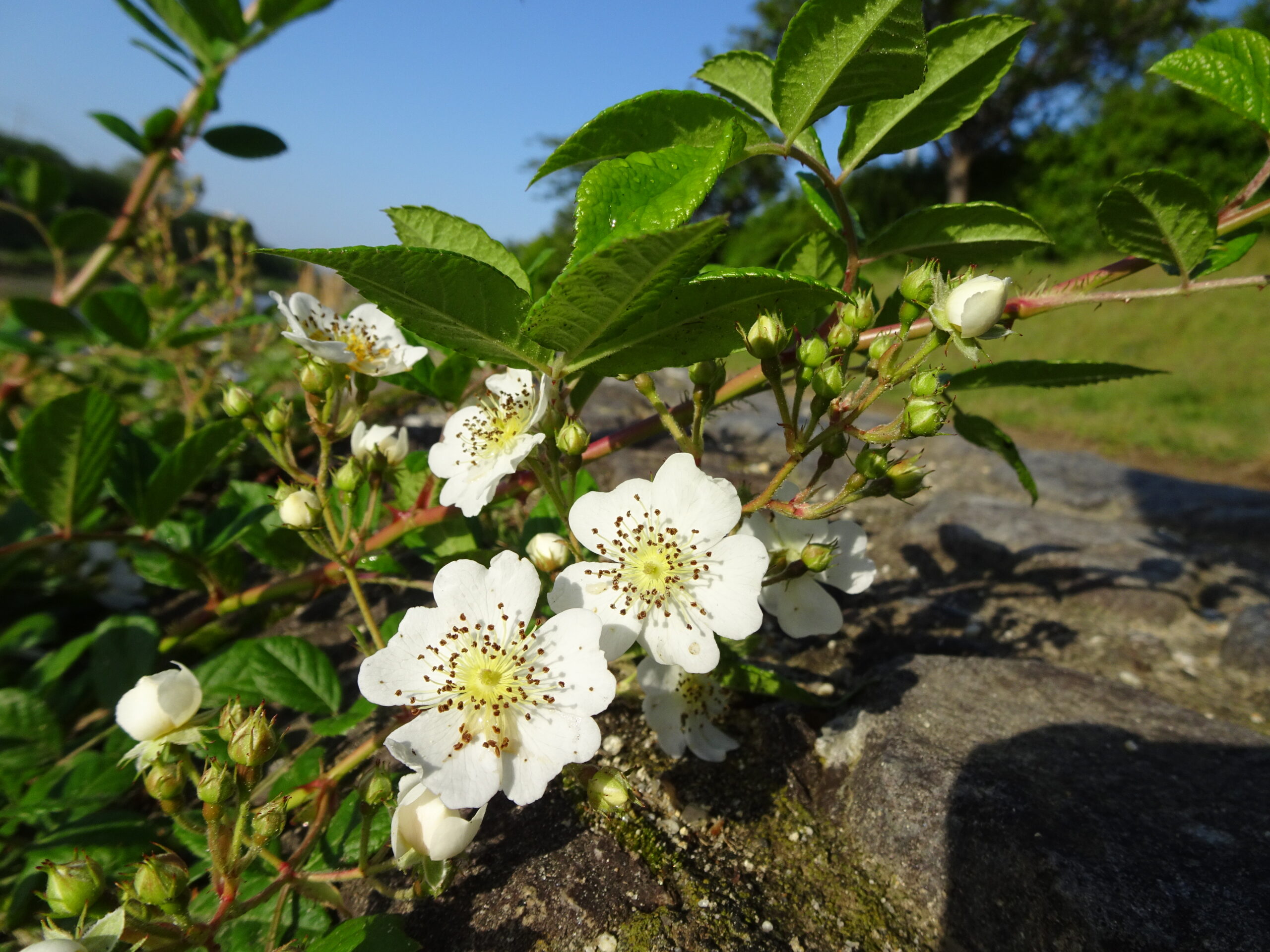 ノイバラ 「野ばら」とはこの植物。日本原産。世界の様々なバラの品種 