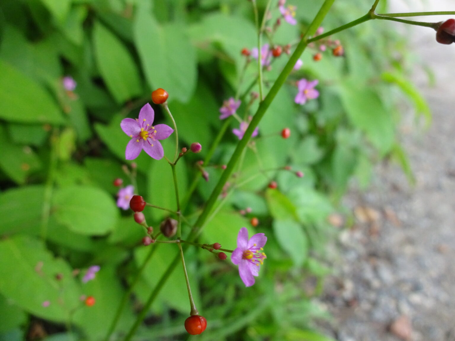 ハゼラン 「3時のヒロイン」!? 午後3時頃に花が開く植物です! | Taketoの京都ブログ Ma vie à Kyoto