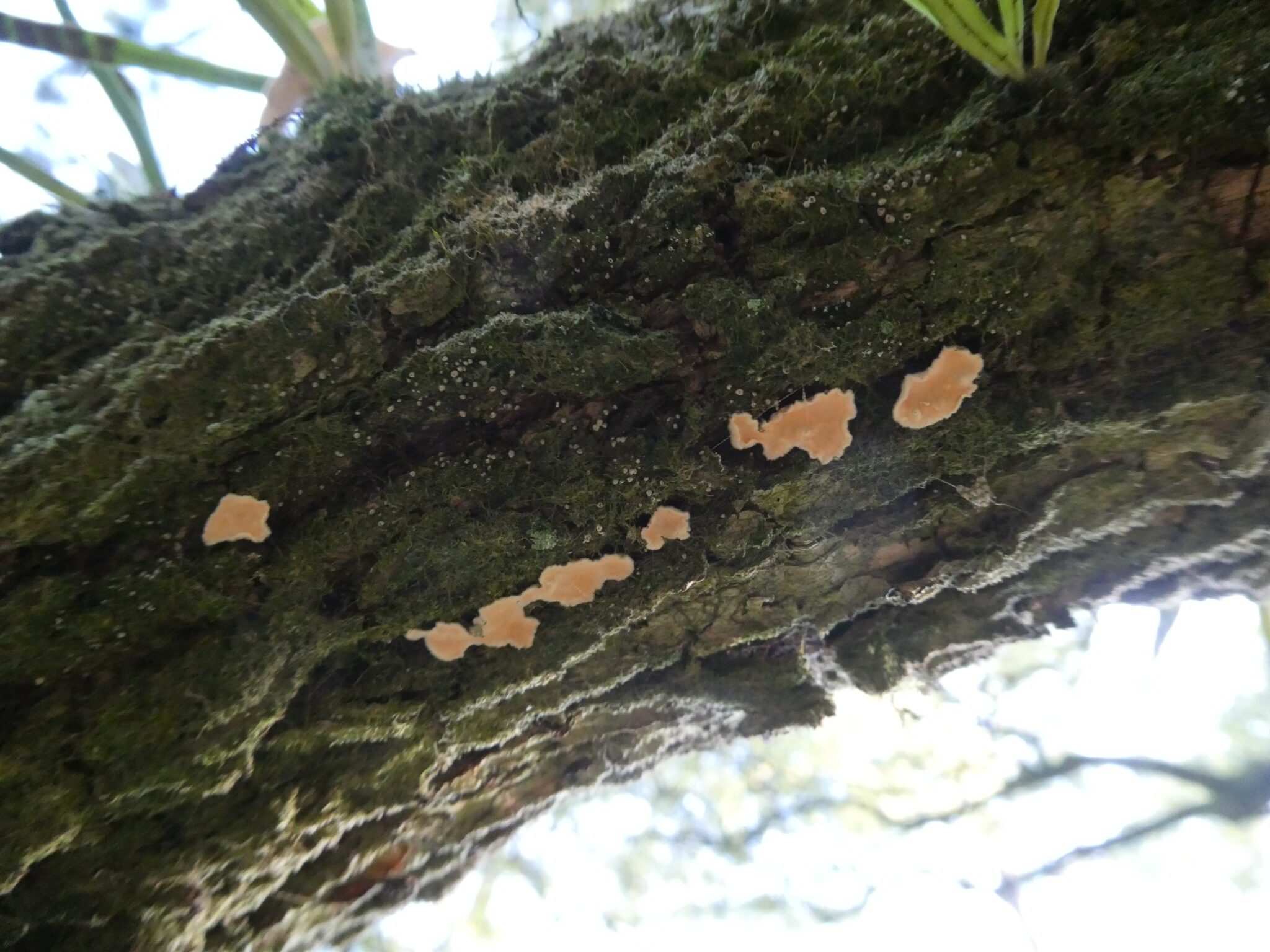 ニクコウヤクタケ – 楠に生える珍しいキノコ – 京都御苑 | Taketoの京都ブログ Ma vie à Kyoto